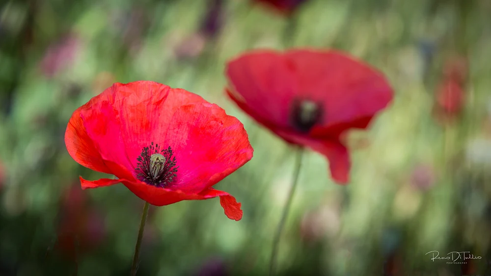 Vibrant Red Poppy Flower in Soft Natural Light