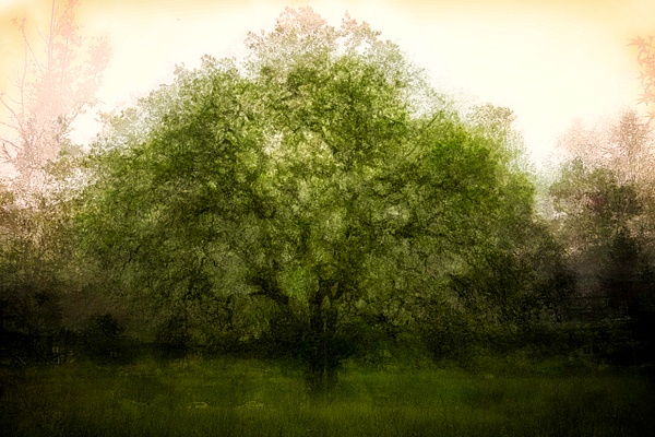 The Tree - ICM - Nature Distilled - Roxanne Bouché Overton