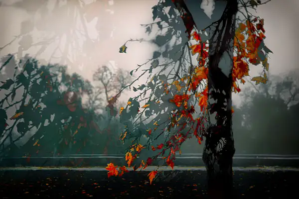 Autumn_Leaves by Roxanne Bouché Overton