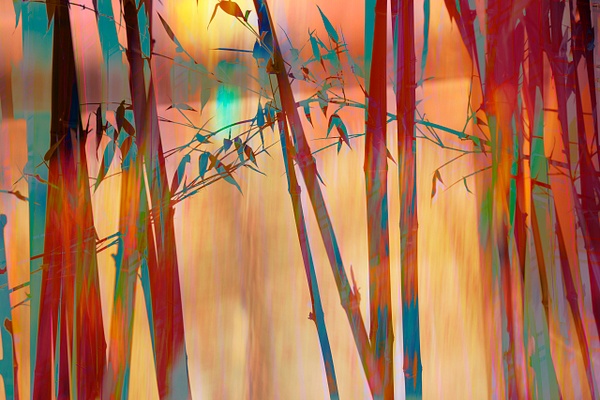 Bamboo_Stand - Multiple Exposures - Roxanne Bouché Overton