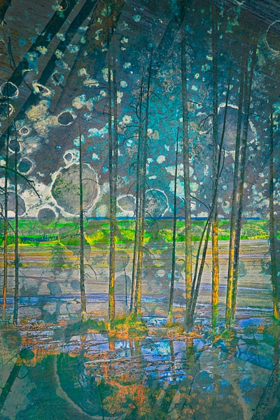 Cosmos Forest - Imaginary Landscapes - Roxanne Bouché Overton 