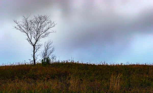 Tree on a Hill - Smoky Mountains - Roxanne Bouché Overton