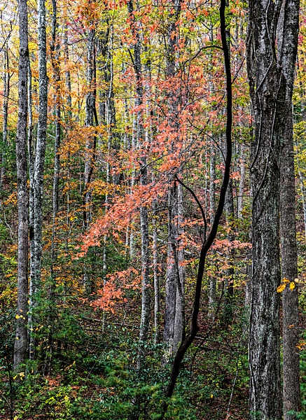 Autumn Lean - Smoky Mountains - Roxanne Bouché Overton