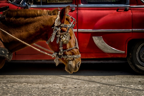 Horse and Car - Havana - Roxanne Bouché Overton 