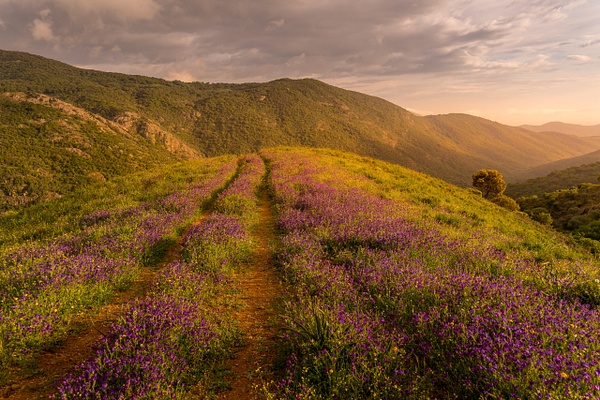 Corsica Flowers - Landscapes by Serge Ramelli