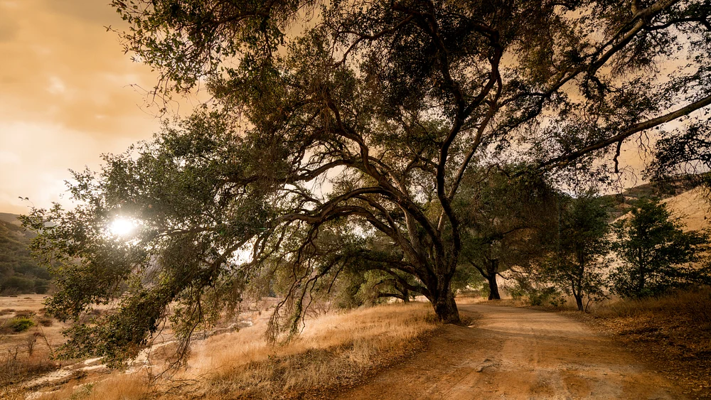 A winding dirt path through a golden landscape in Malibu, framed by majestic trees and sunlight filtering through the branches.