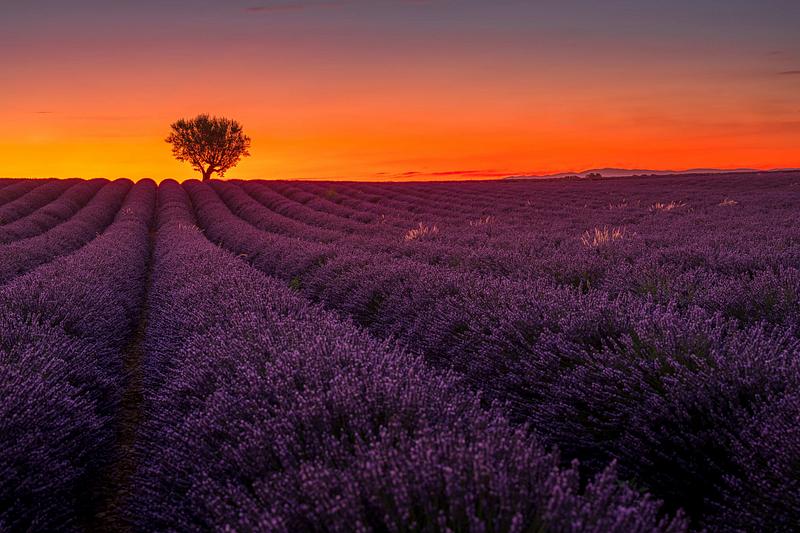 The Lavender field