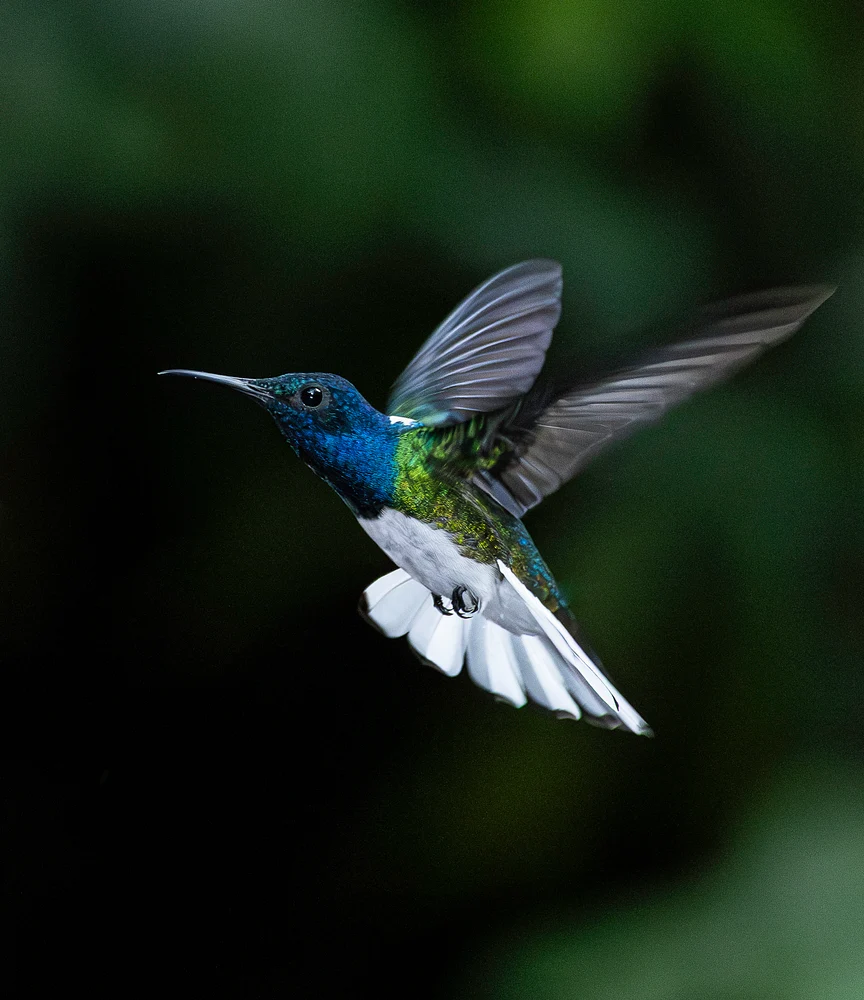 _O6A5956 White-necked Jacobin