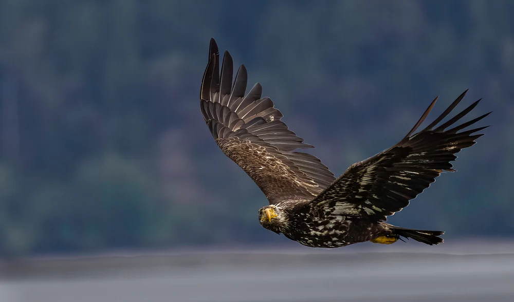 _O6A0952 Juvenile Bald Eagle