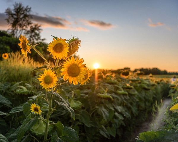 Sunflower Sunset - Prince Edward County - Landscapes - Dee Potter Photography