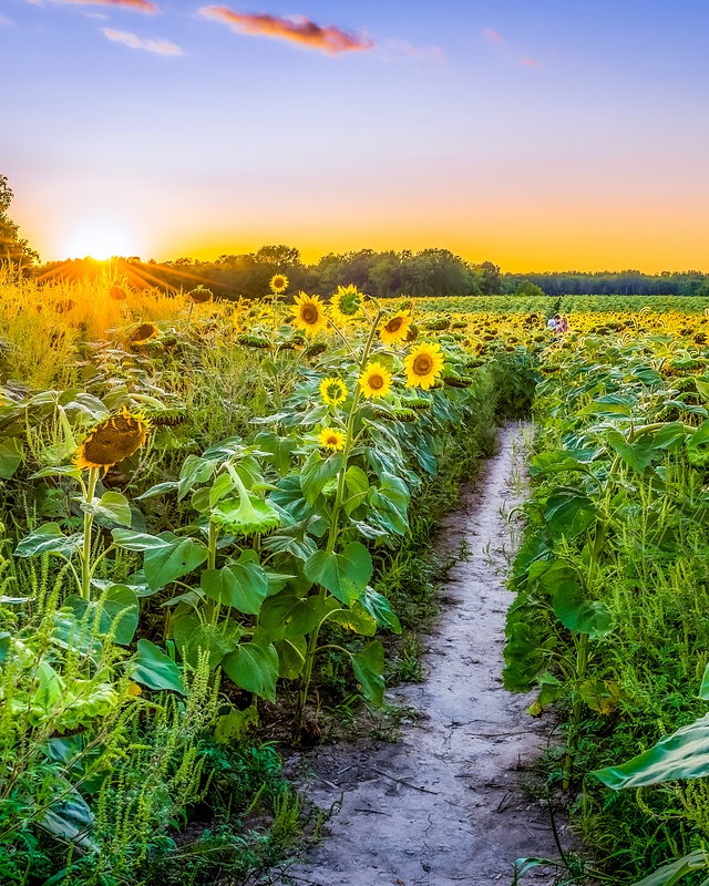 Sunflower Field - Prince Edward County