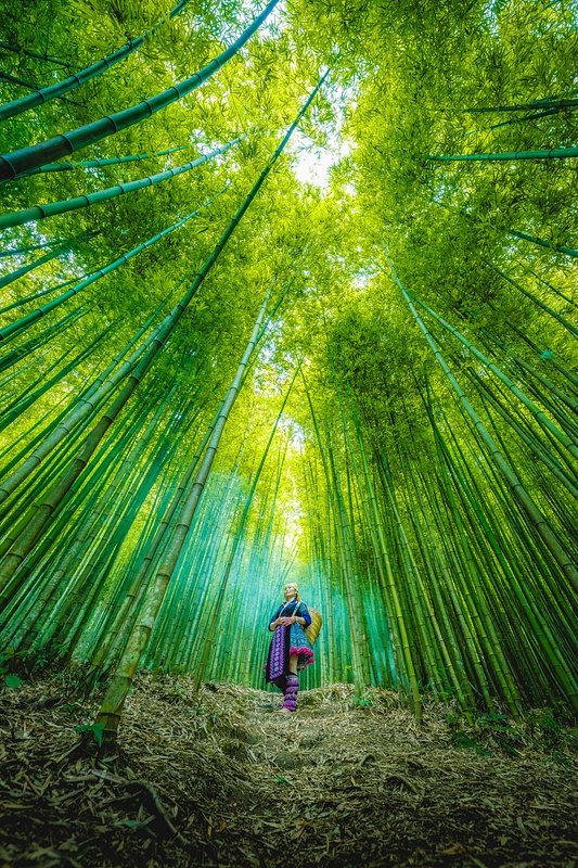 Bamboo Forest of Mu Cang Chai