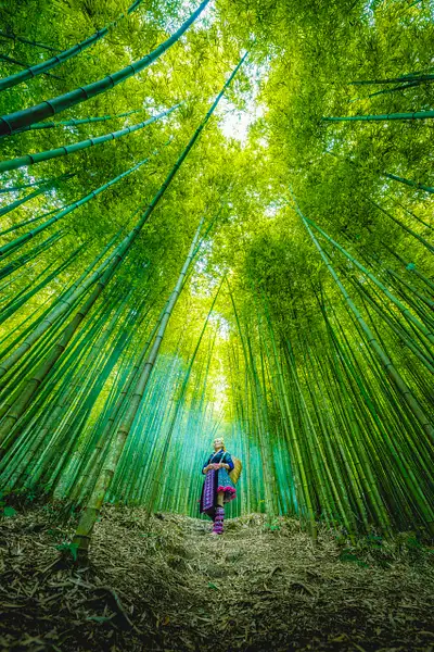 Bamboo Forest of Mu Cang Chai by DEE POTTER