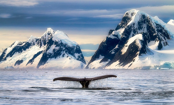 Tails of Antarctica