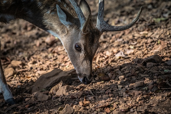 Chital Spotted Deer - Evacod Arts