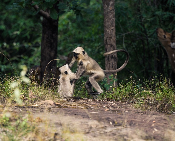 Grey Langur Bandhavgarh National Park - Evacod Art :: Home,Wildlife Photography, India