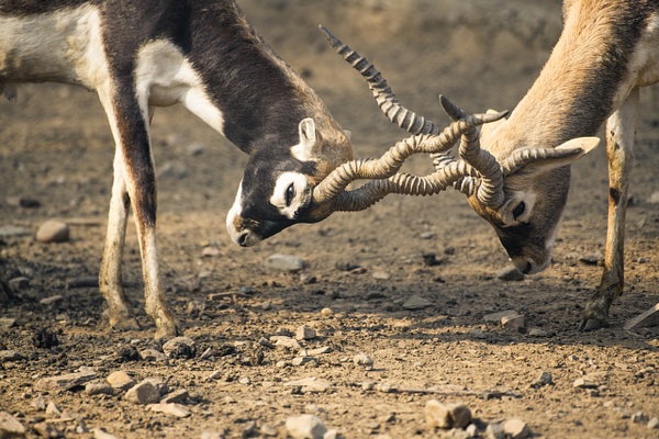 Deer in NAHARGARH BIOLOGICAL PARK - Evacod Arts