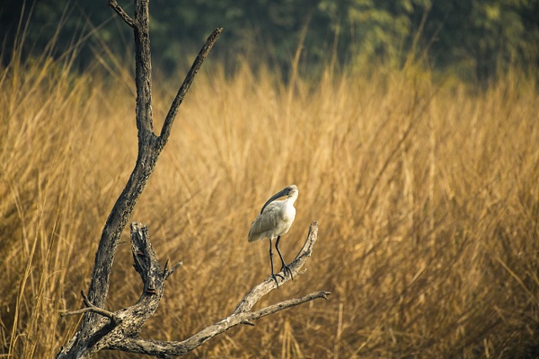 Bird Keoladeo National Park - Evacod Arts :: Portfolio 