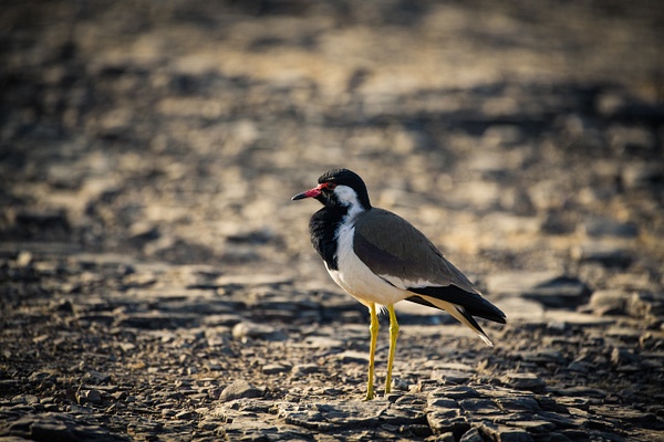 Red Wattled Lapwing - Evacod Arts :: Gallery 