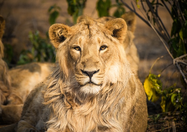 Lioness - Evacod Art :: Home,Wildlife Photography, India 