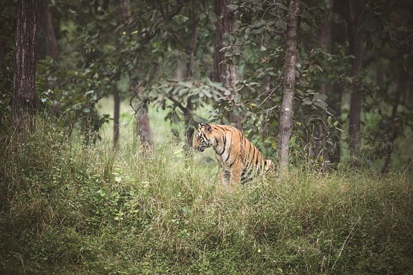 Tiger Cub - Evacod Arts 