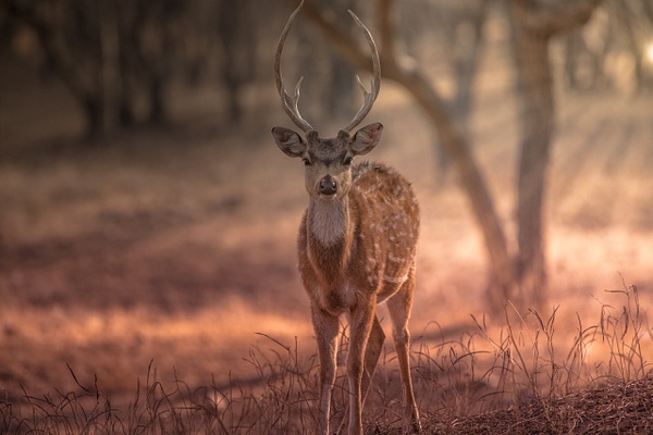 Spotted Deer - Evacod Art :: Home,Wildlife Photography, India 