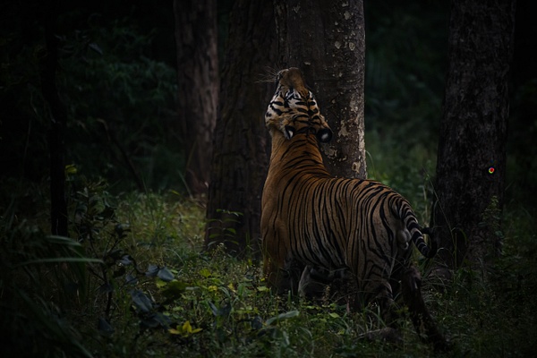Mahaman Tiger - Evacod Arts