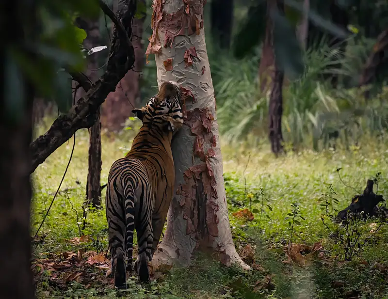 Mahaman Tiger