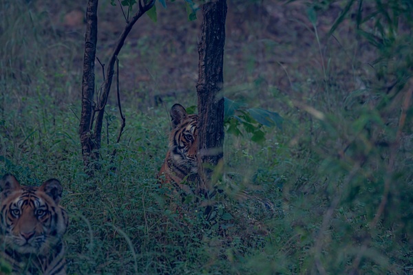 Tiger Cubs - Evacod Arts :: Gallery