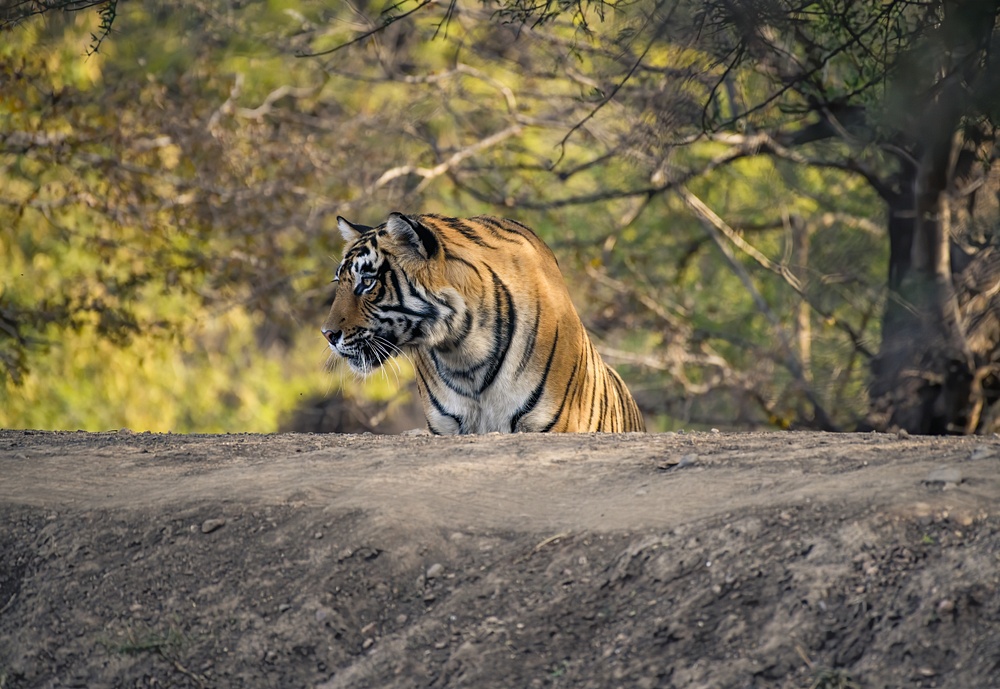 Tiger Jai