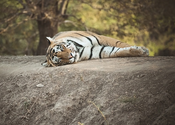 Tiger Jai - Evacod Art :: Home,Wildlife Photography, India 
