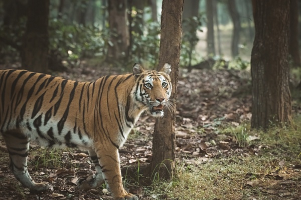 Tiger Spotty - Evacod Art :: Home,Wildlife Photography, India 