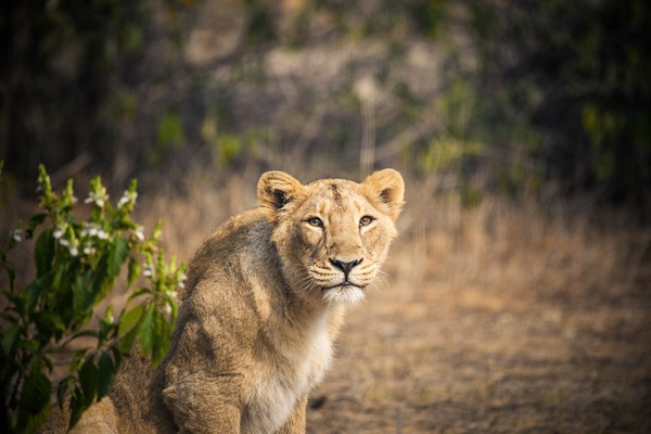 Lion-NAHARGARH-BIOLOGICAL-PARK-Jaipur-3 - Evacod Art :: Home,Wildlife Photography, India