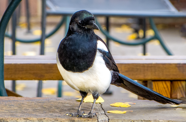 Magpie by Bruce Crair