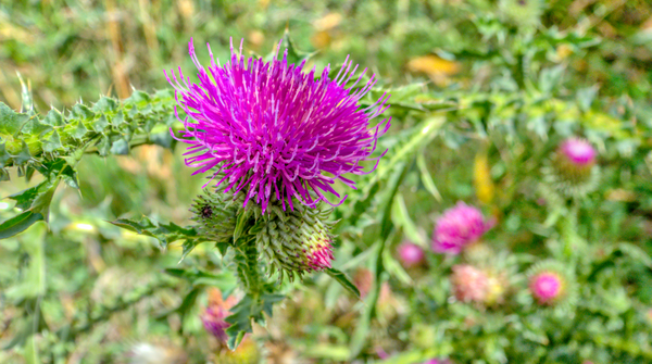 Thistle by Bruce Crair