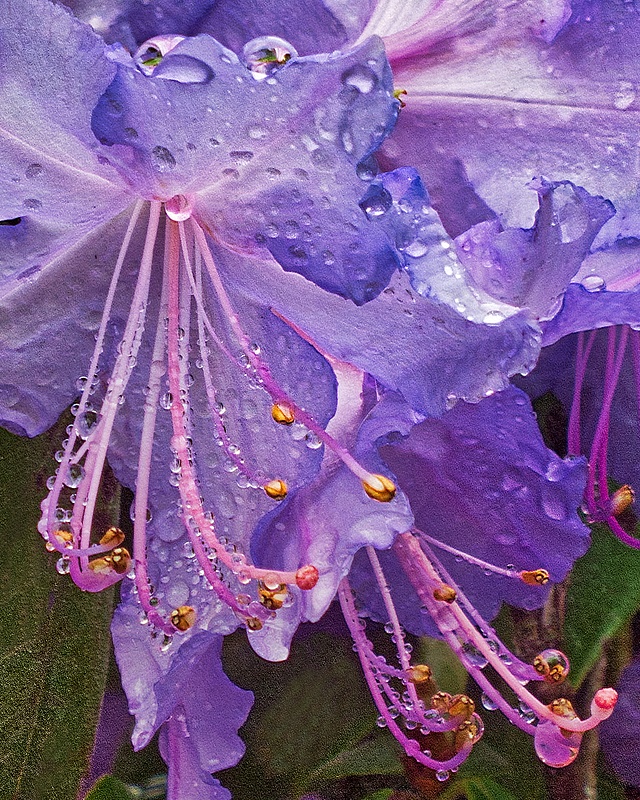 Water droplets on purple bloom HDR 16x20@300