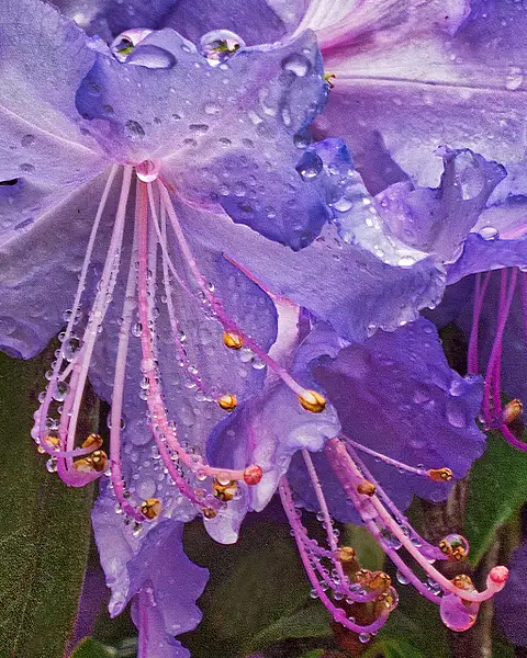 Water droplets on purple bloom HDR 16x20@300 by Johann...
