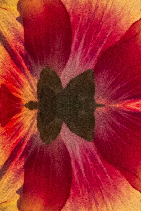 passion flower 18x12 - Copy