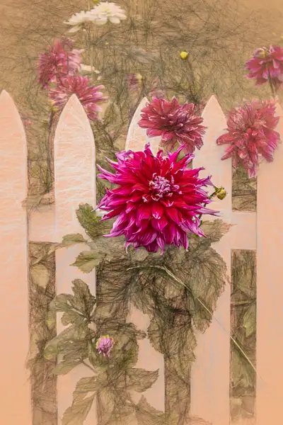IMG_8216-Enhanced Dahlias 12x18 - Copy by Johann Klaassen