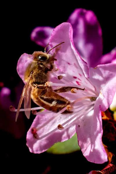 DSC_0102 bee on roadie - vertical by Johann Klaassen