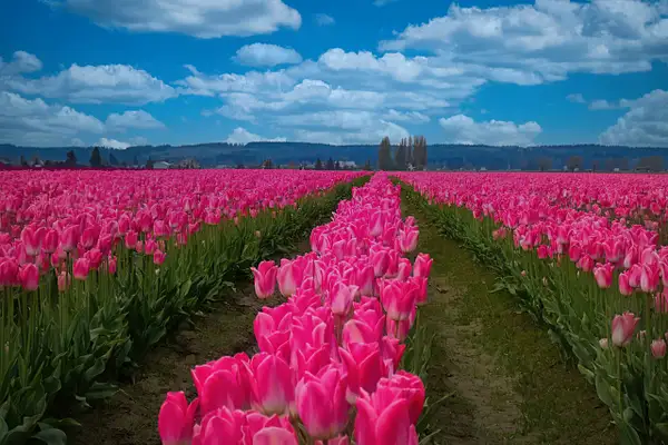 115_3963 pink tulips 36x24 by Johann Klaassen