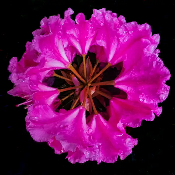 DSCF9150 18x18@300 Bright Pink Rhoadie by Johann Klaassen