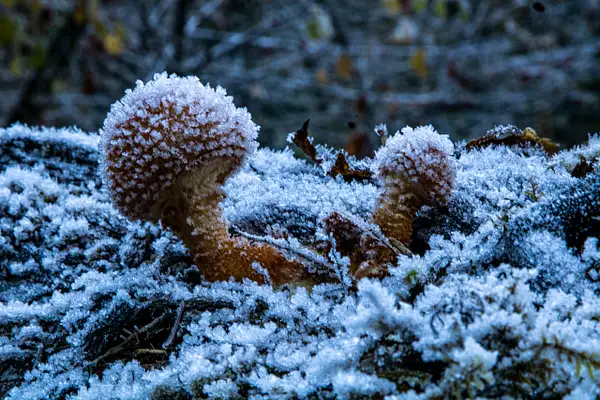 IMG_7216-Enhanced.jpg frosty shrooms by Johann Klaassen