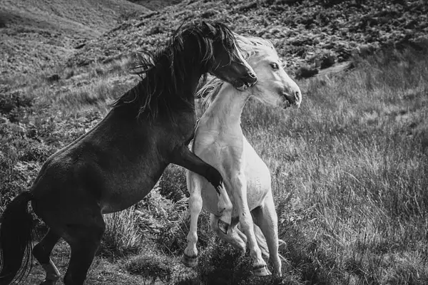 Wild Ponies by Stephen Hope