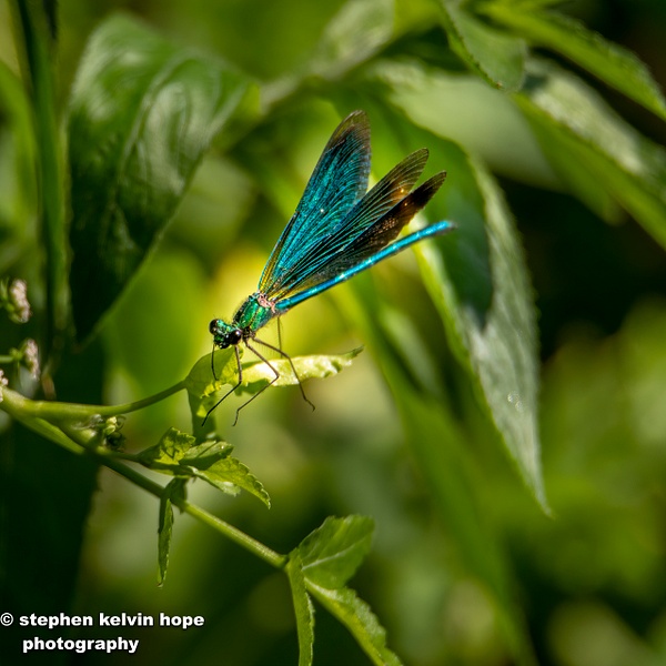 Dragon fly Rebrook-34-Edit-3 - Stephen Kelvin Hope Photography