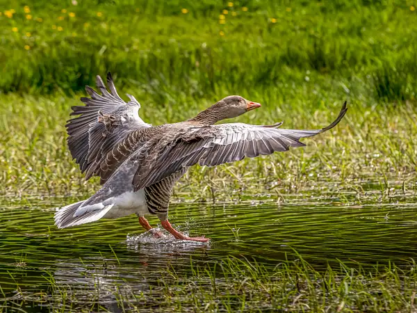 Landing Goose by Stephen Hope