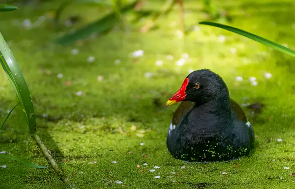 Moorhen on canal-1 by Stephen Hope