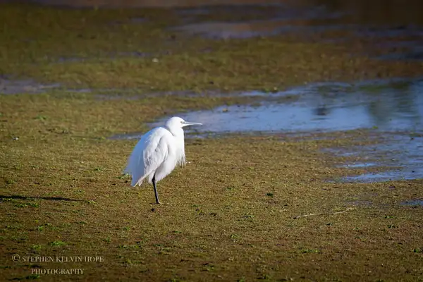 Little Egret by Stephen Hope by Stephen Hope