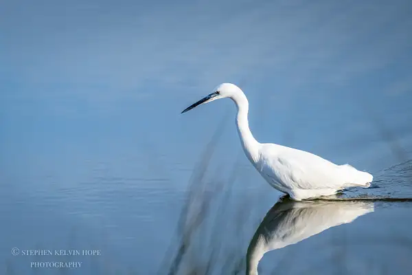 Little Egret-5 by Stephen Hope