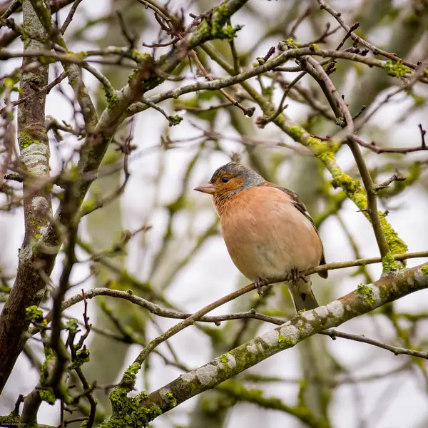 Chaffinch by Stephen Hope